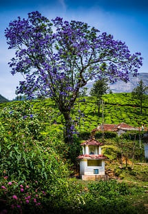 Stay in a Tree House